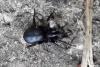 Zelotinae inconnu